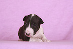 Miniature Bull Terrier