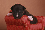 Miniature Bull Terrier