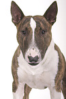 Miniature Bull Terrier