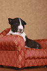Miniature Bull Terrier