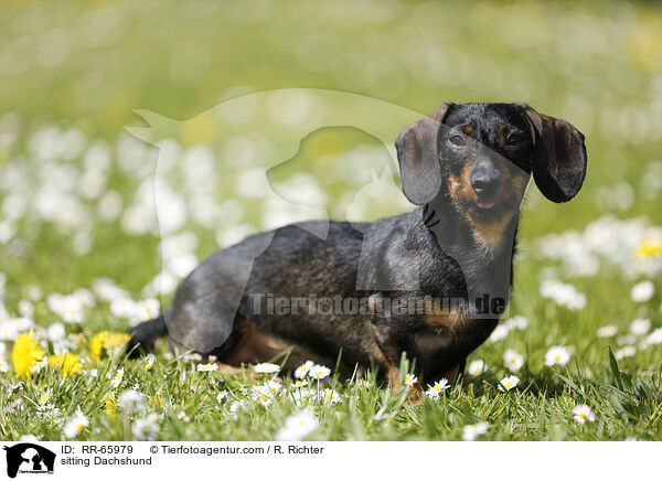 sitting Dachshund / RR-65979