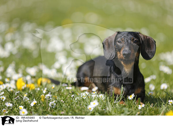 lying Dachshund / RR-65980