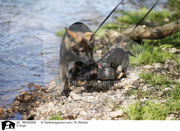 2 dogs / RR-65995