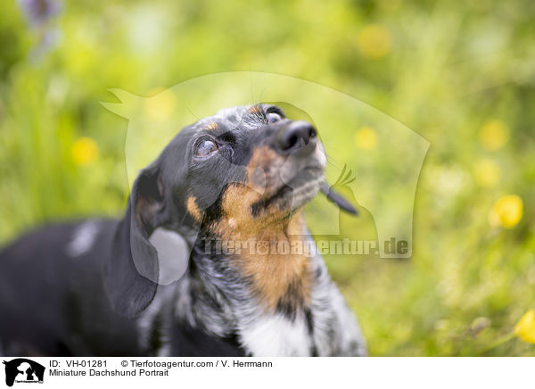 Miniature Dachshund Portrait / VH-01281