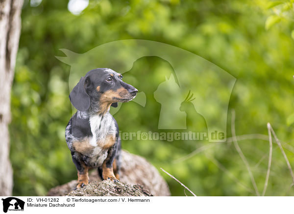 Miniature Dachshund / VH-01282