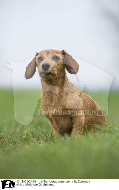 sitting Miniature Dachshund / NC-02199