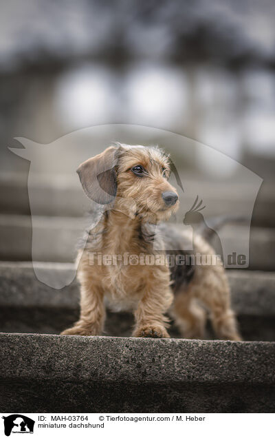miniature dachshund / MAH-03764