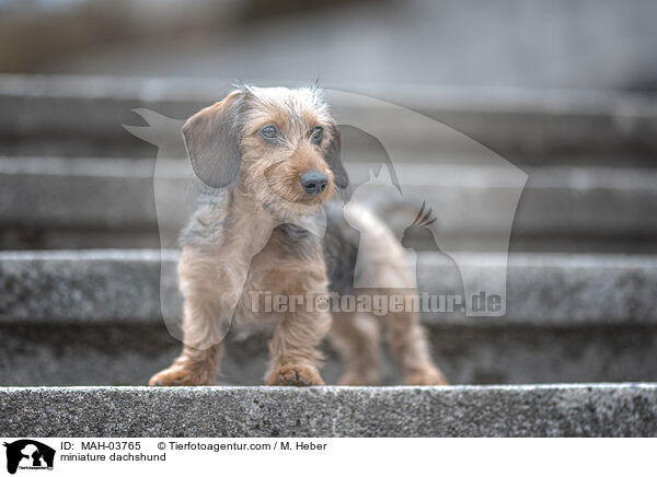 miniature dachshund / MAH-03765