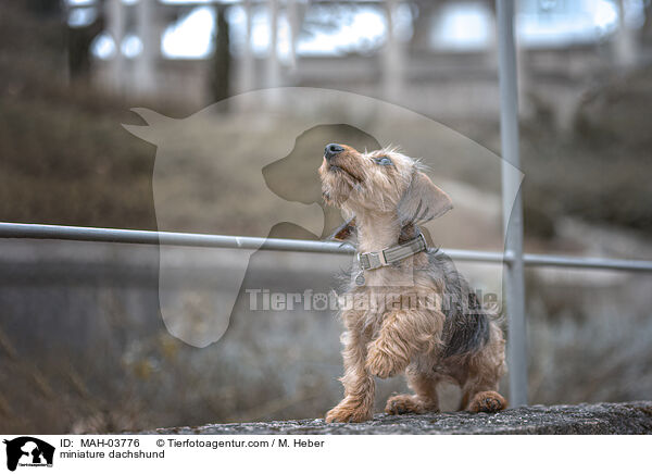 miniature dachshund / MAH-03776