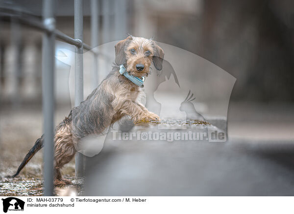 miniature dachshund / MAH-03779