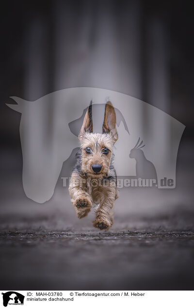 miniature dachshund / MAH-03780