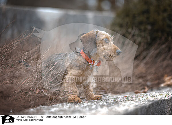 miniature dachshund / MAH-03781