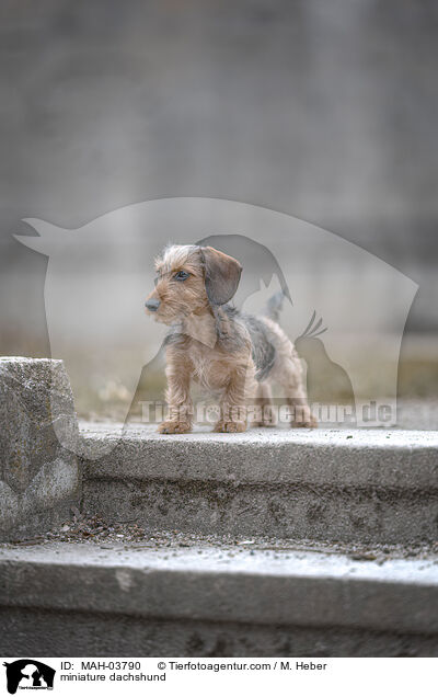 miniature dachshund / MAH-03790