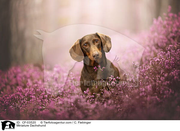 Zwergdackel / Miniature Dachshund / CF-03520