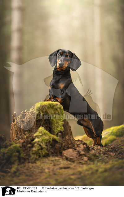 Zwergdackel / Miniature Dachshund / CF-03531