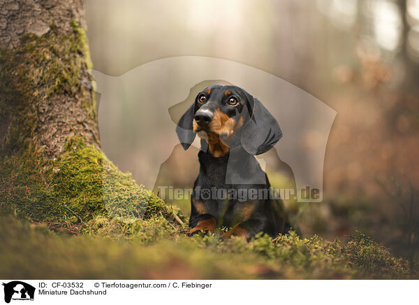 Zwergdackel / Miniature Dachshund / CF-03532