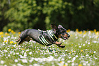 running Dachshund