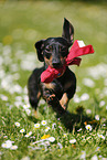 playing Dachshund