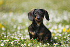 sitting Dachshund