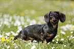 sitting Dachshund