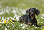 lying Dachshund
