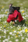 playing Dachshund