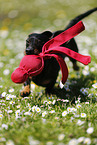 playing Dachshund