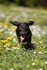 running Dachshund