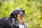 Miniature Dachshund Portrait
