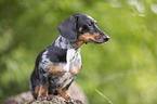 sitting Miniature Dachshund