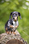 sitting Miniature Dachshund