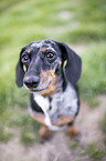 sitting Miniature Dachshund