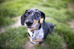 sitting Miniature Dachshund