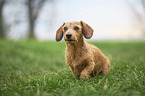 sitting Miniature Dachshund