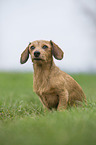 sitting Miniature Dachshund