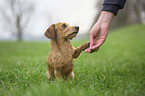 sitting Miniature Dachshund