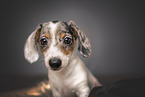 Miniature Dachshund puppy