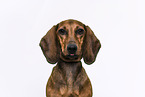 Dachshund