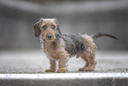 miniature dachshund