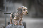 miniature dachshund