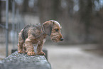 miniature dachshund