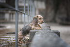miniature dachshund