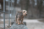 miniature dachshund