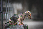 miniature dachshund