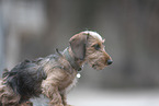 miniature dachshund