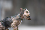 miniature dachshund