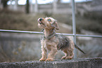 miniature dachshund