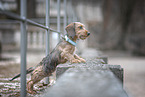miniature dachshund