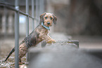 miniature dachshund