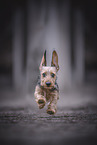 miniature dachshund